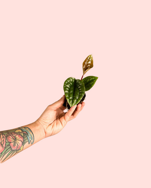 Anthurium Luxurians Mini - Pur Plant