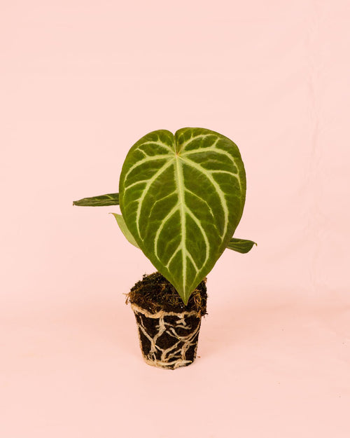 Anthurium Magnificum M - Pur Plant