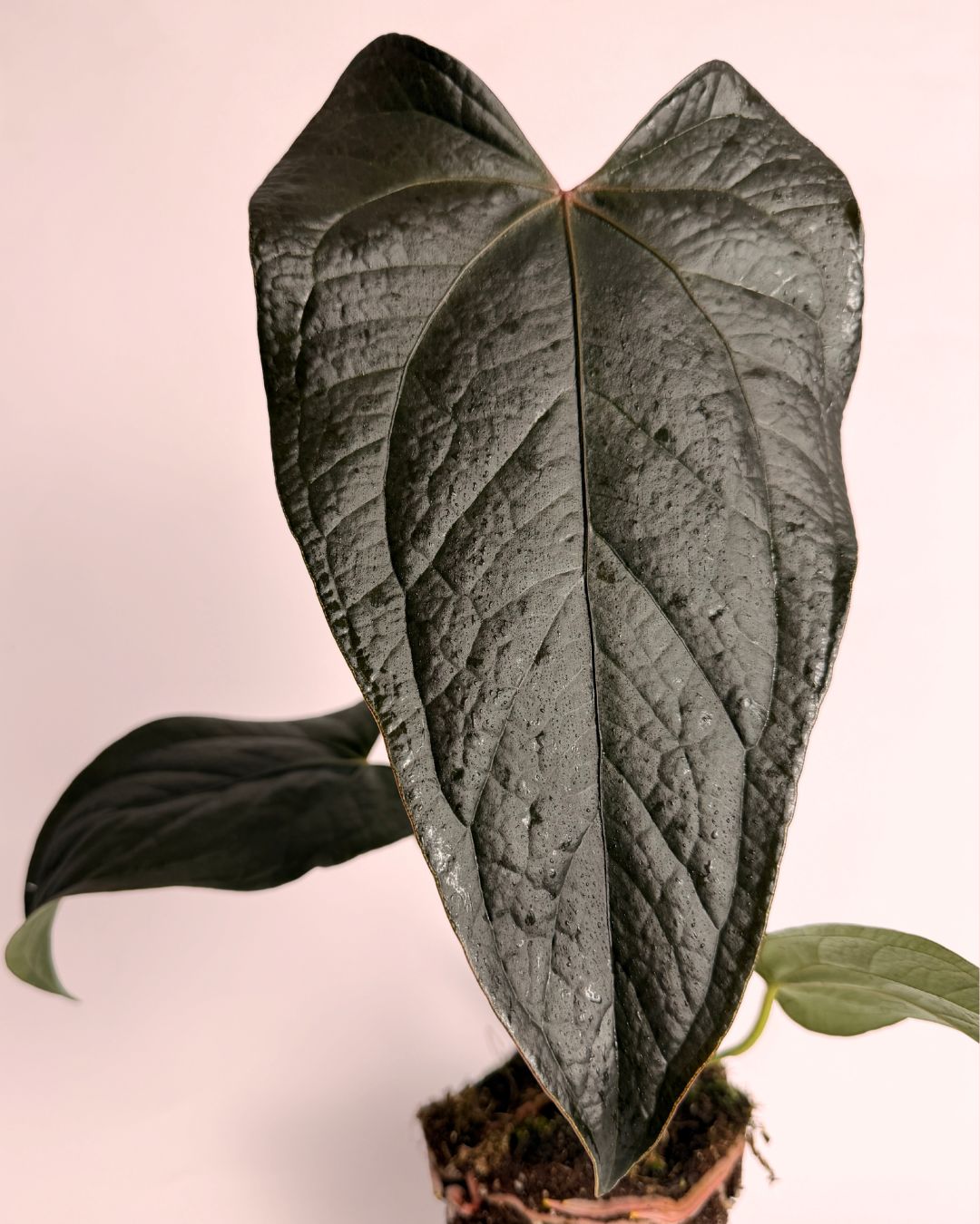 anthurium queen of hearts detalle (1)