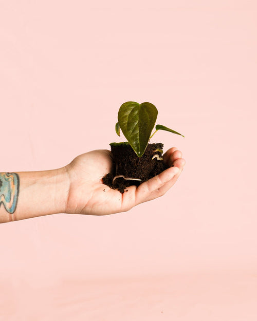 Anthurium Queen of Hearts Mini - Pur Plant