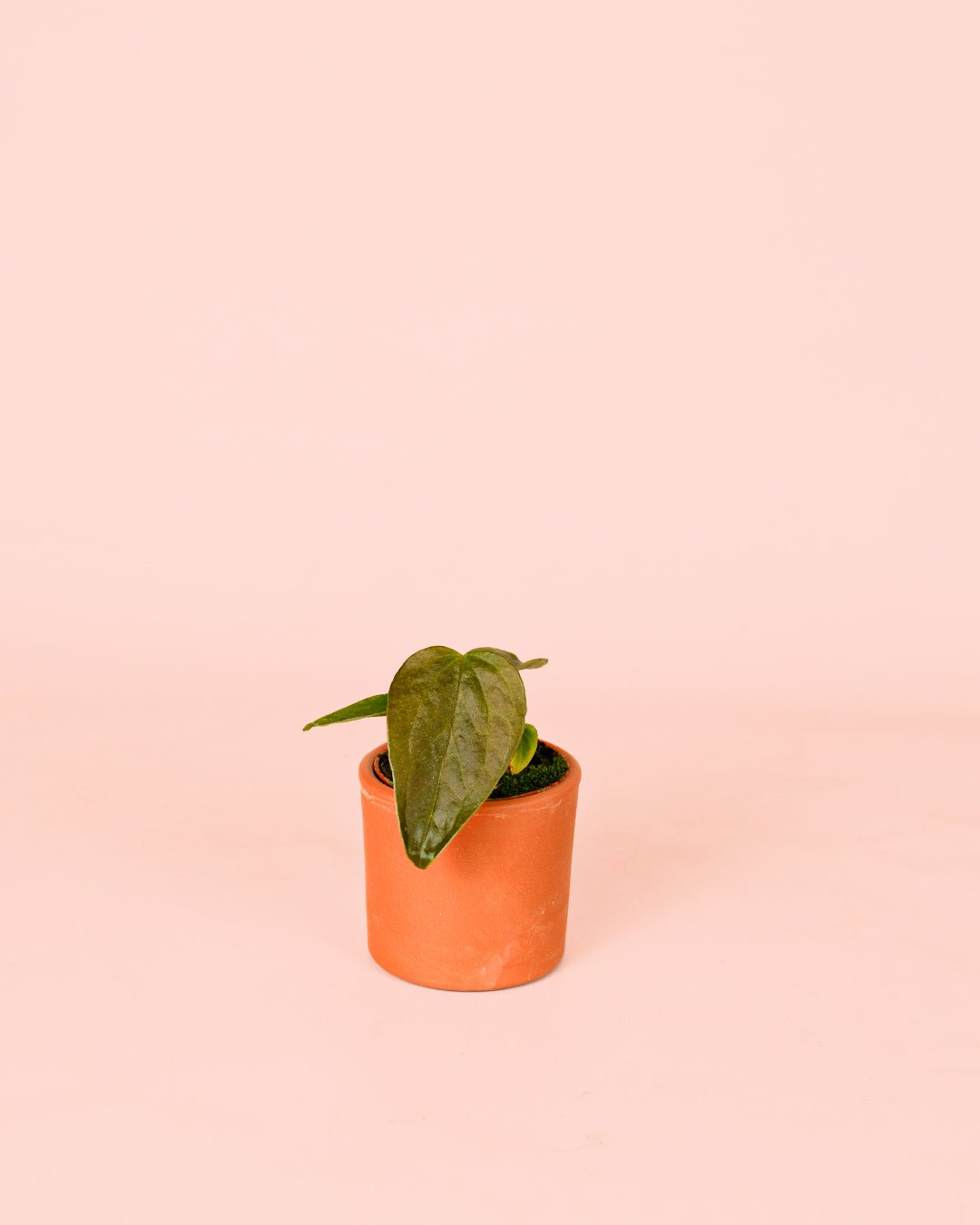 Anthurium Queen of Hearts Mini - Pur Plant