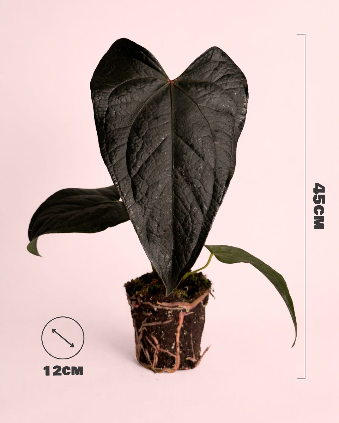anthurium queen of hearts size