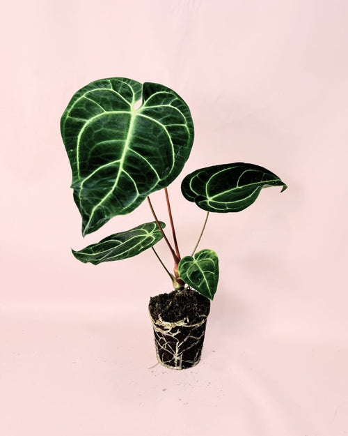 Anthurium Regale M - Pur Plant