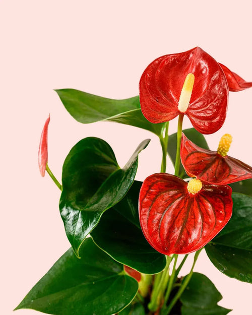 Anthurium Rojo M - Pur Plant