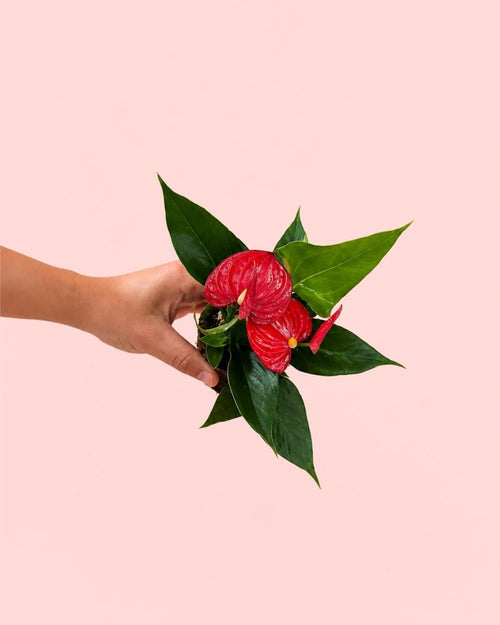 Anthurium Rojo Mini - Pur Plant