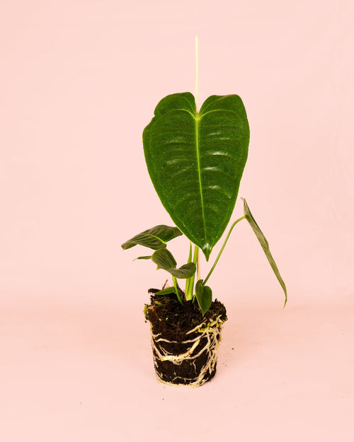 Anthurium Veitchii M - Pur Plant