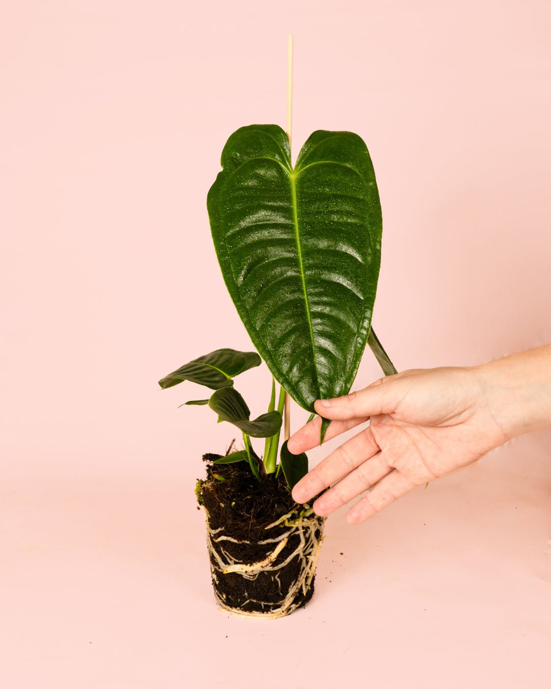 Anthurium Veitchii M - Pur Plant