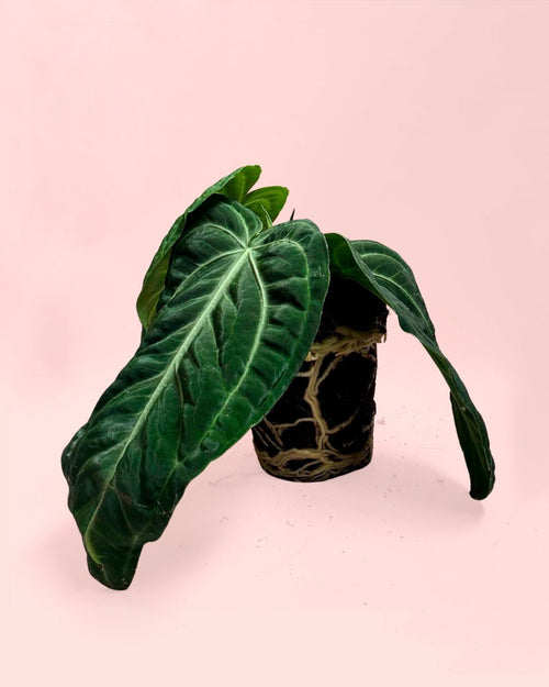 Anthurium Vilanaorum M - Pur Plant