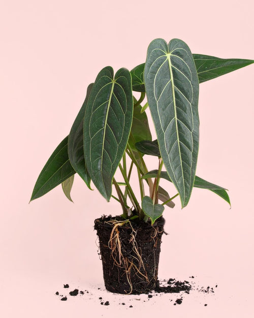 Anthurium Warocqueanum M - Pur Plant