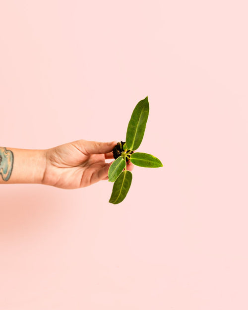 Anthurium Warocqueanum Mini - Pur Plant