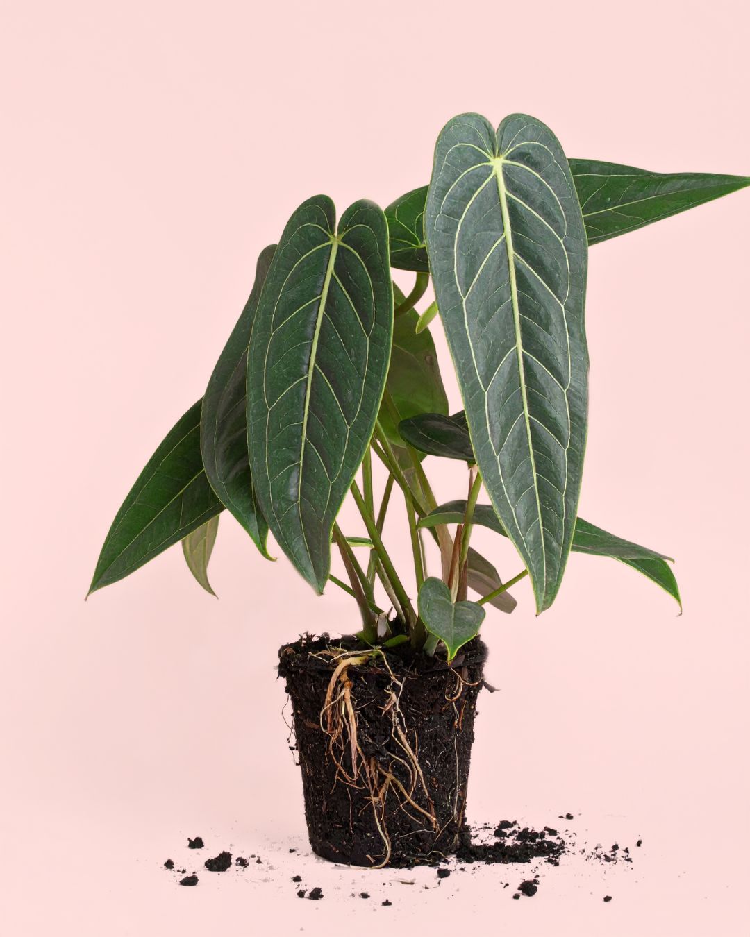 anthurium-warocqueanum