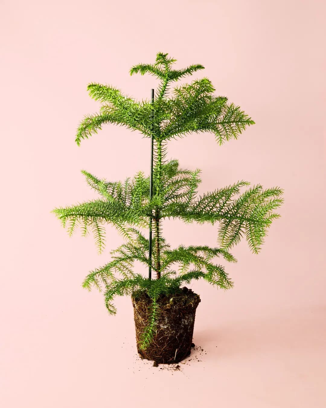 Araucaria heterophylla M