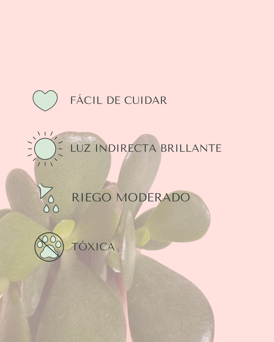 arbol de jade crassula ovata mini cuidados