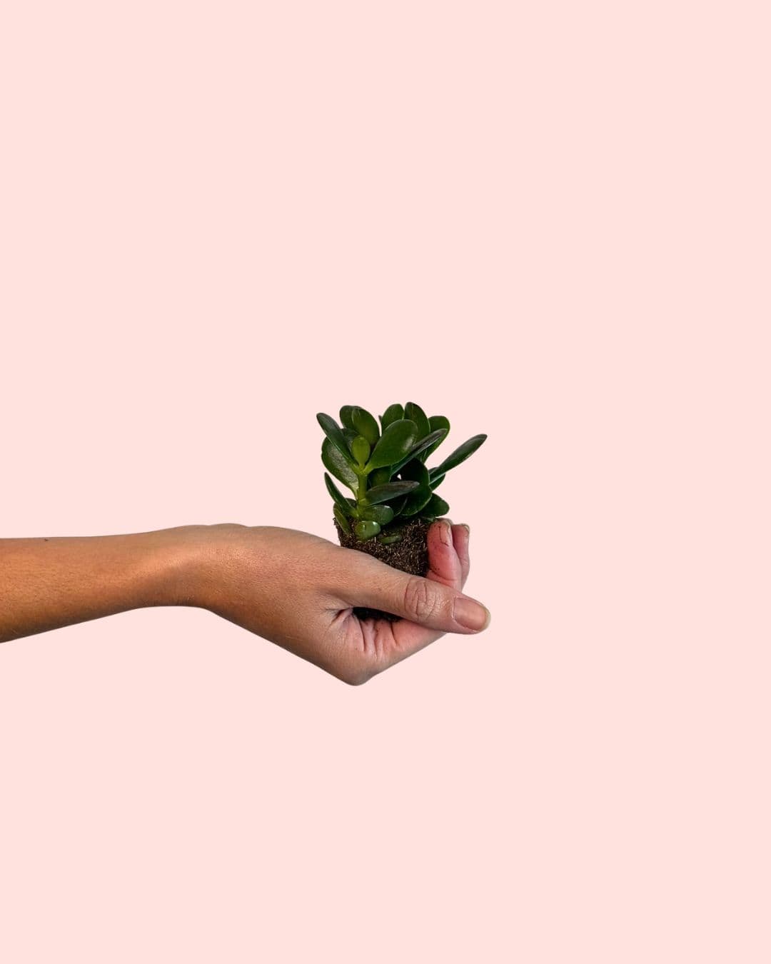 arbol de jade crassula ovata mini planta