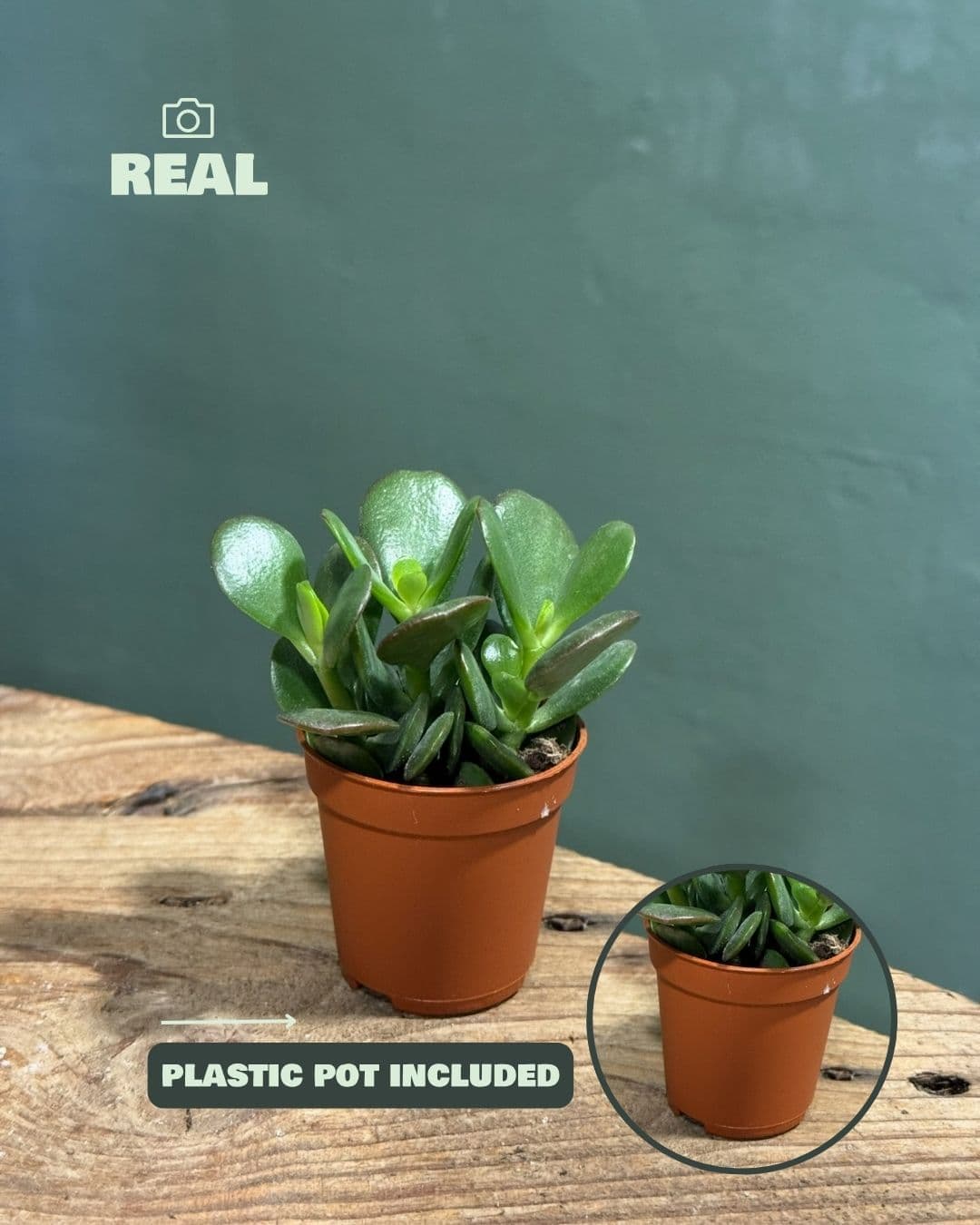 arbol de jade crassula ovata mini real