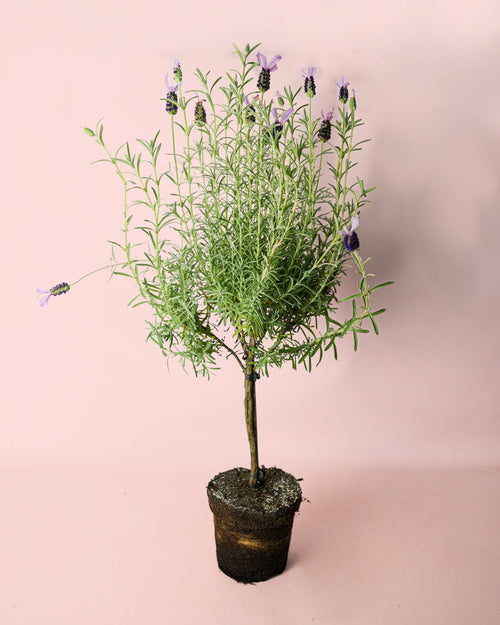 Árbol de Lavanda Morada - Pur Plant