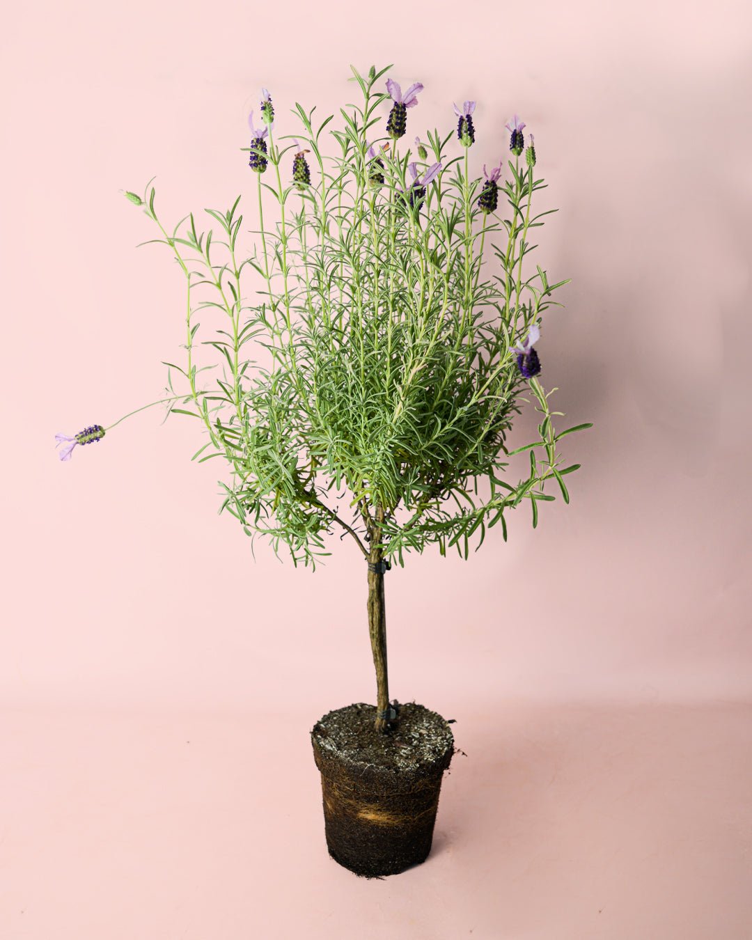 Árbol de Lavanda Morada - Pur Plant