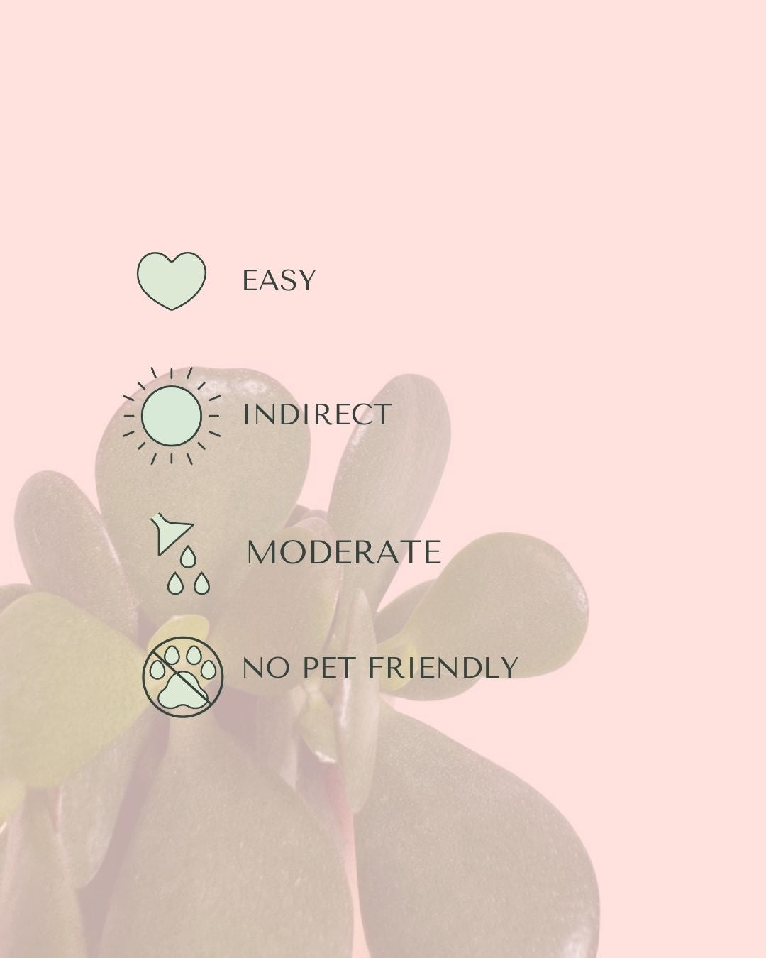 arbol-jade-mini-care