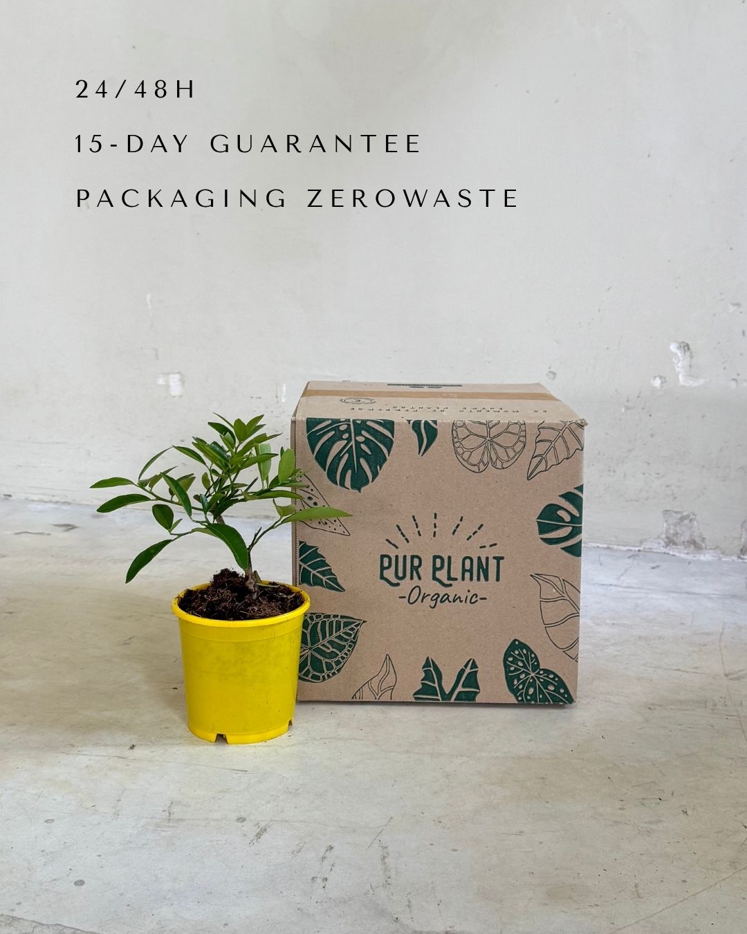 arbol-limonero-packaging