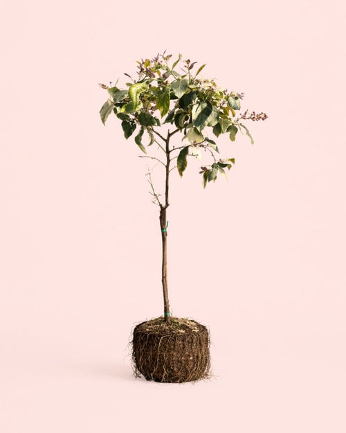 Árbol Limonero Variegado XL - Pur Plant