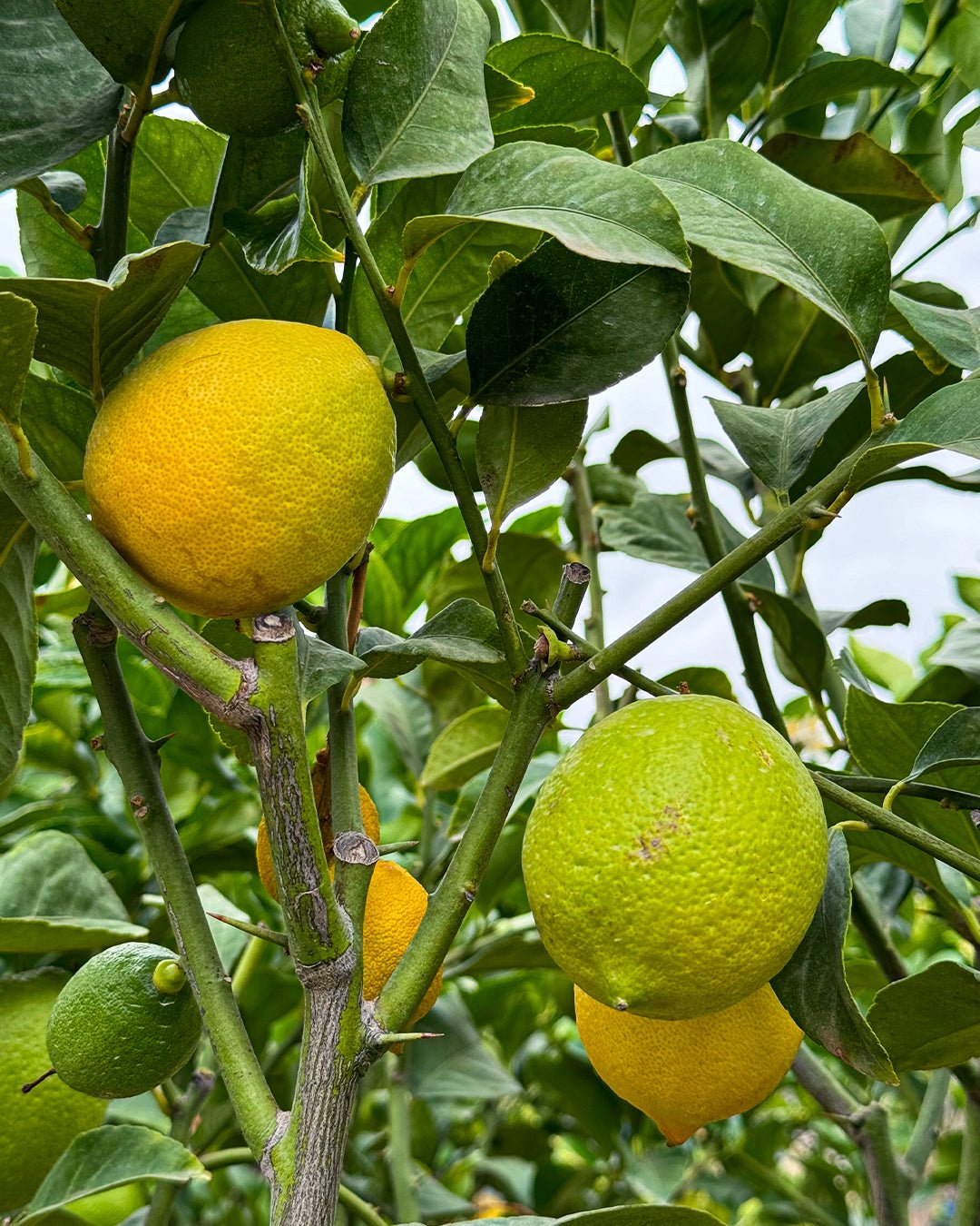 Árbol Limonero XXL - Pur Plant