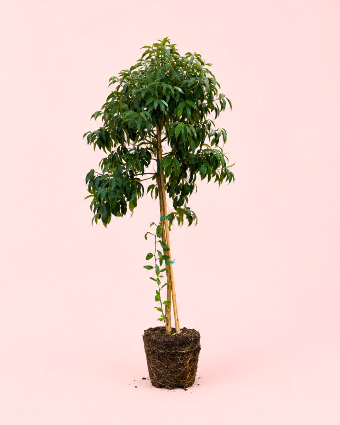 arbol-naranjo
