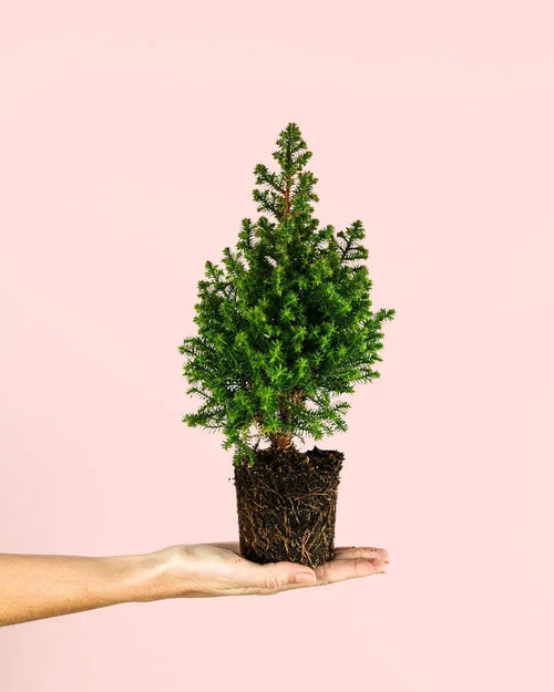 Árbol Natural de Navidad Mini - Pur Plant
