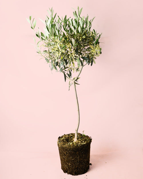 Árbol Olivo Copa XL - Pur Plant