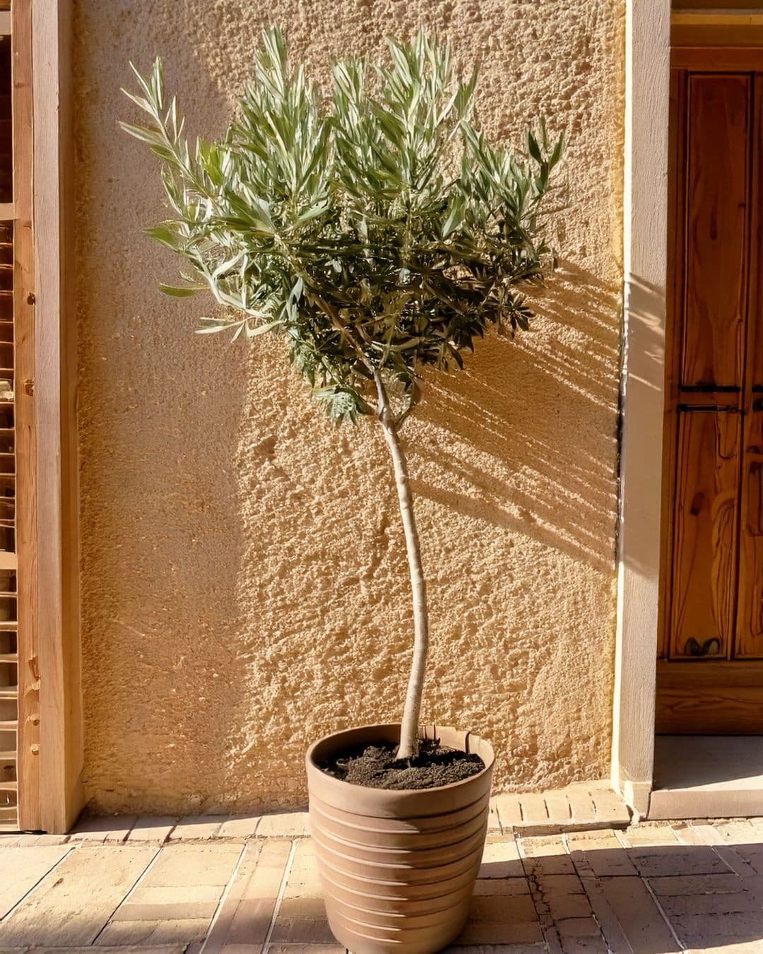 Árbol Olivo Copa XL - Pur Plant