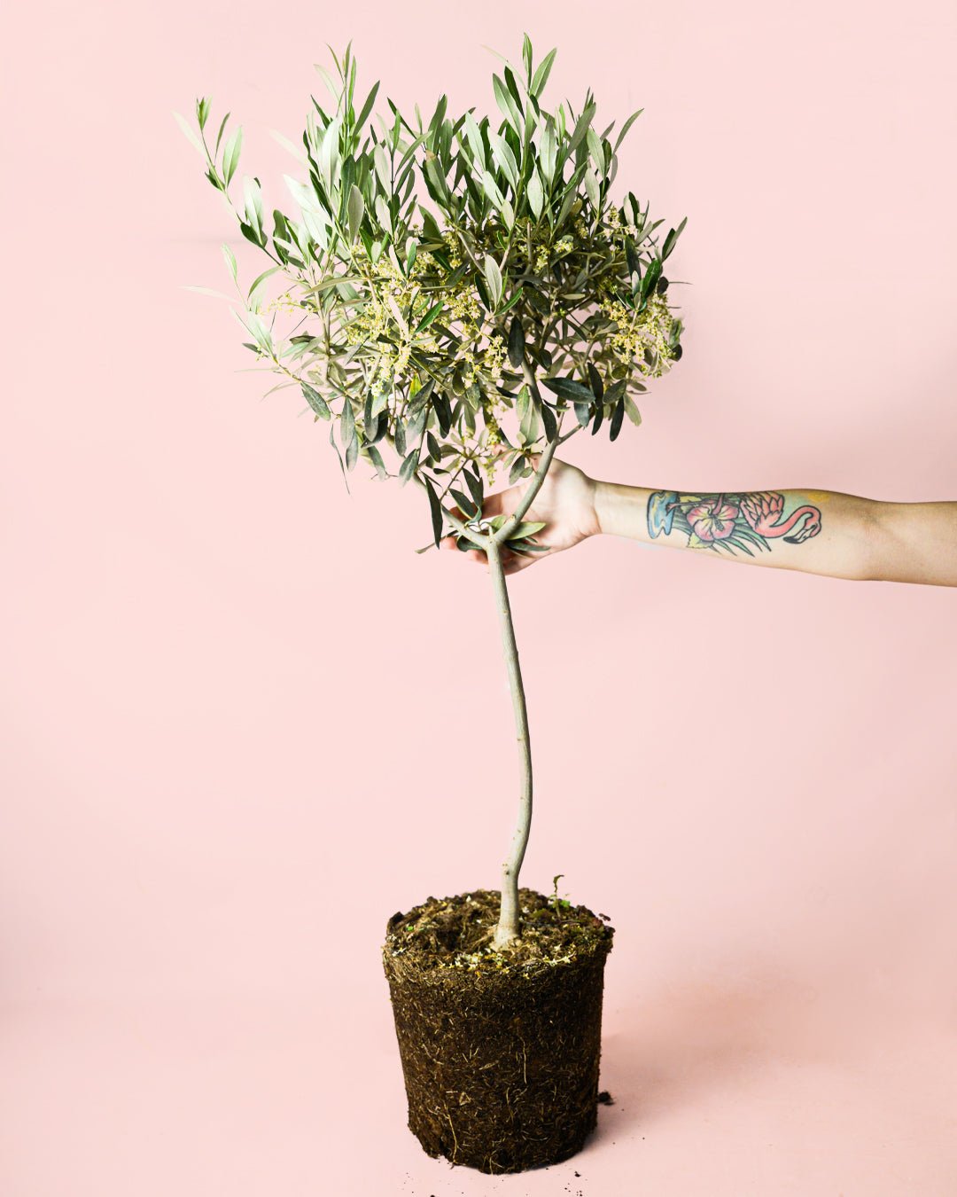 Árbol Olivo Copa XL - Pur Plant