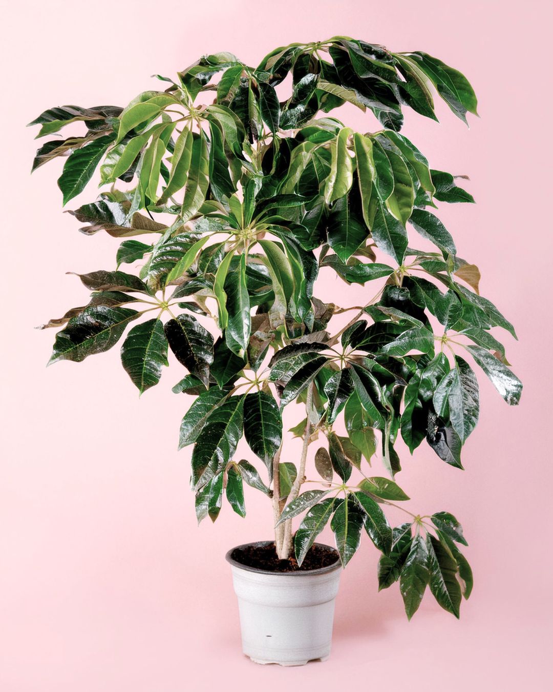 Árbol Schefflera Actinophylla XXL - Pur Plant
