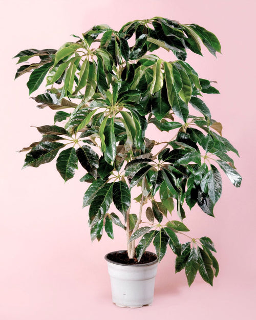 Árbol Schefflera Actinophylla XXL - Pur Plant