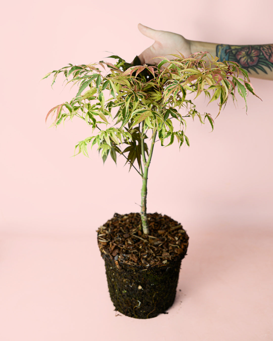 arce-palmatum-tricolor-arbol