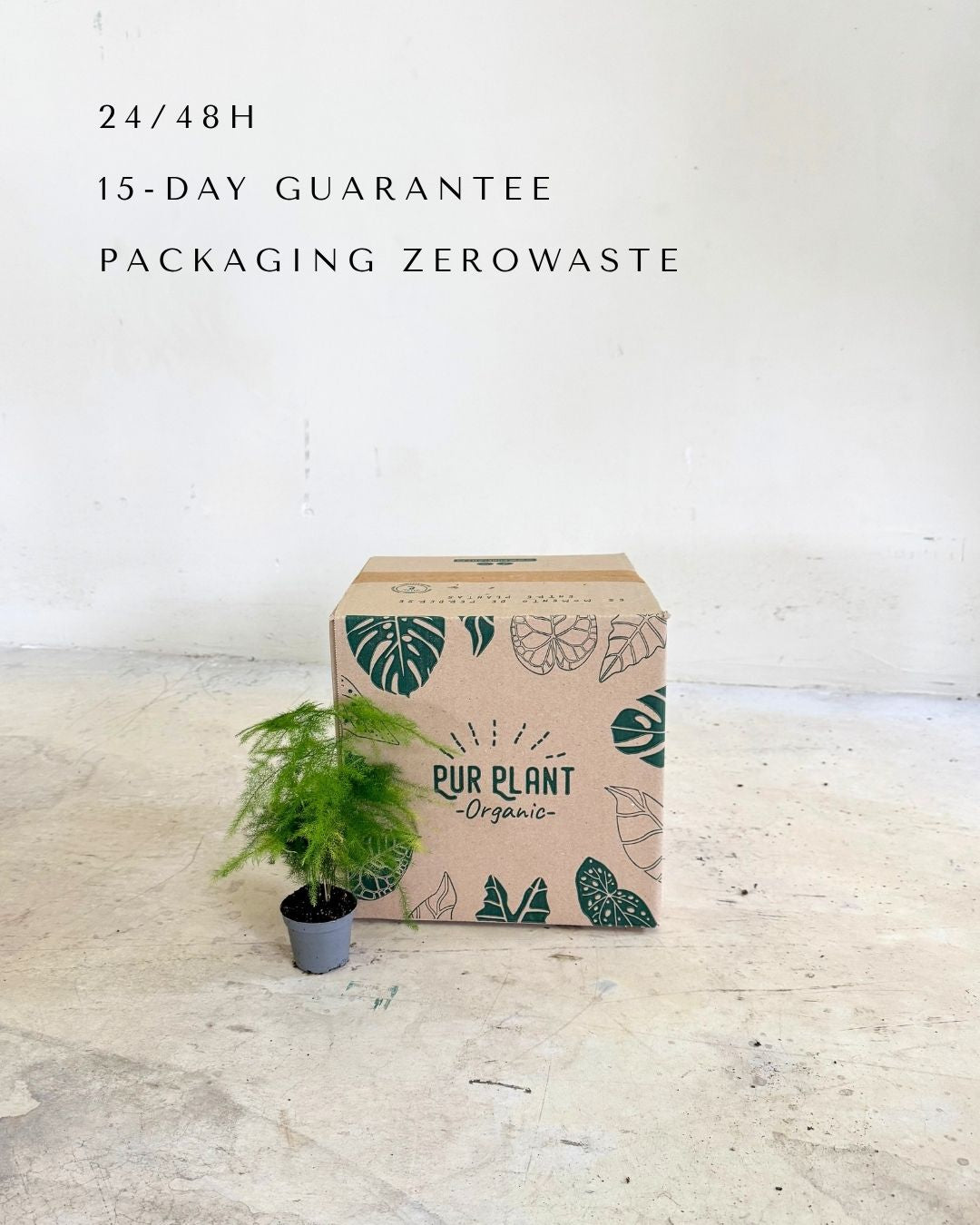 asparagus-plumosus-mini-packaging