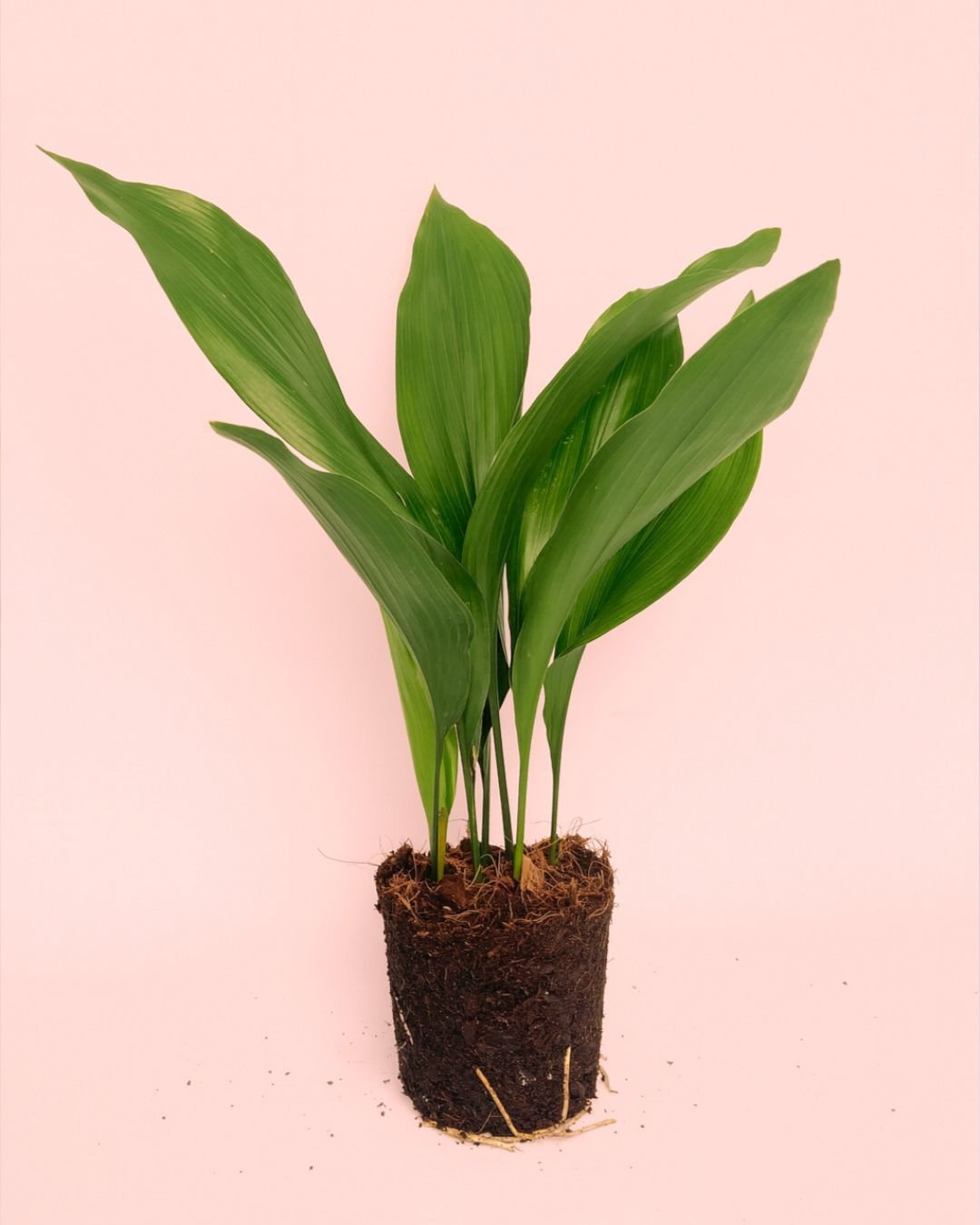 Aspidistra elatior