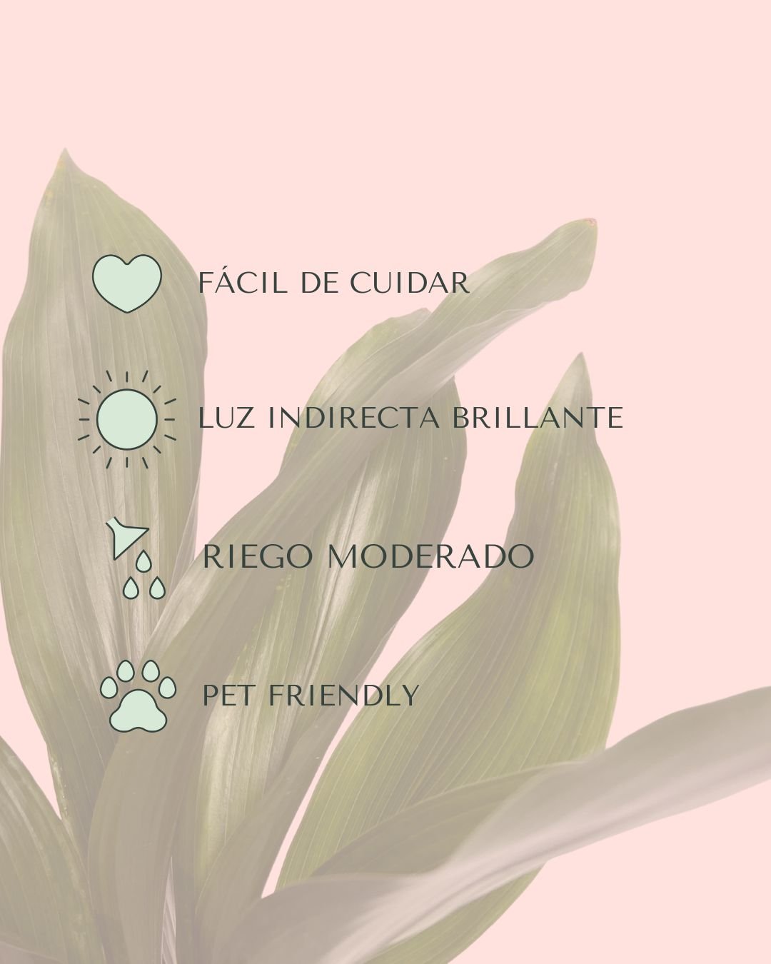 Aspidistra Elatior M - Pur Plant