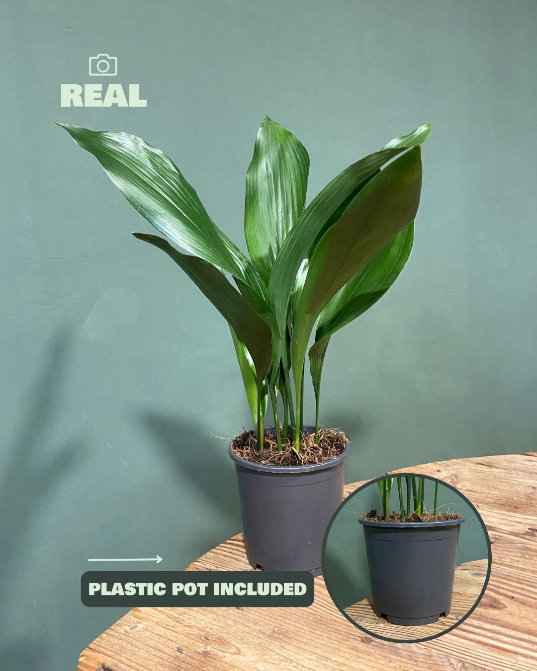 Aspidistra Elatior M - Pur Plant