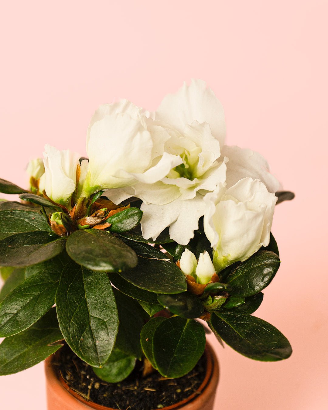 Azalea – Rododendron Blanco Mini - Pur Plant