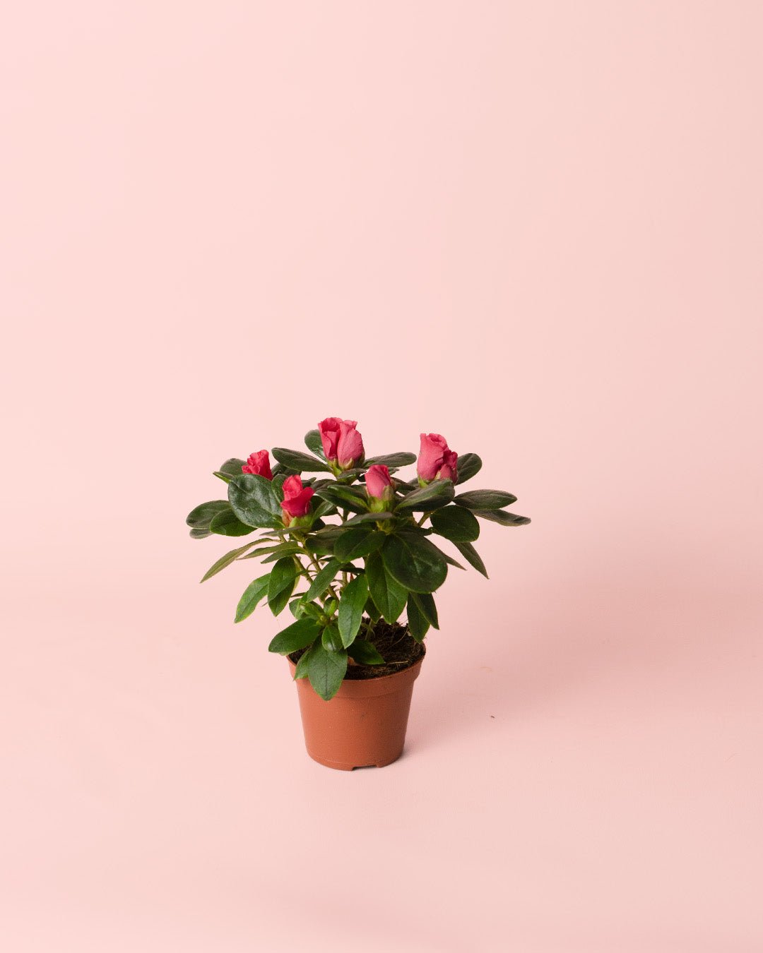 Azalea – Rododendron Rojo Mini - Pur Plant