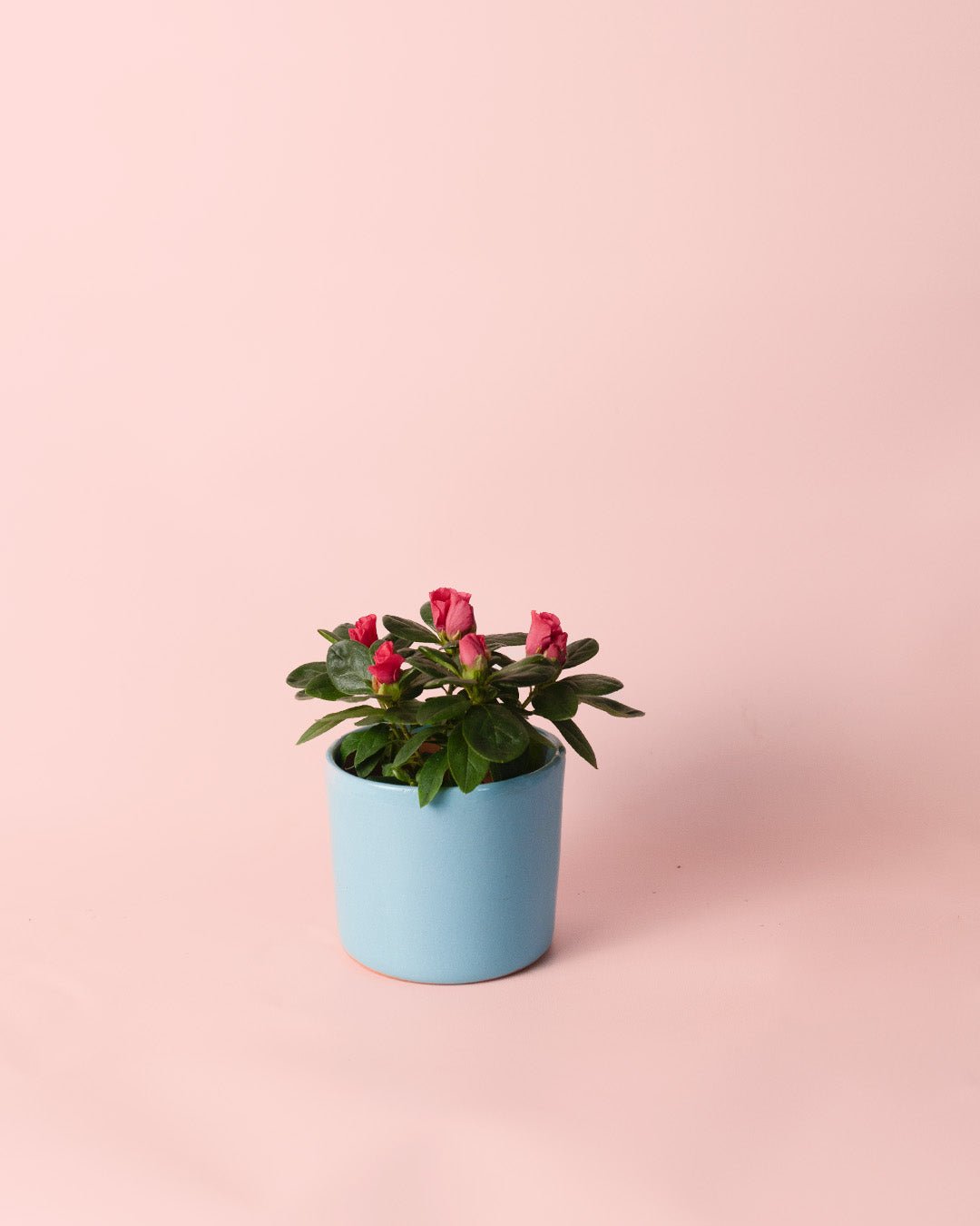 Azalea – Rododendron Rojo Mini - Pur Plant