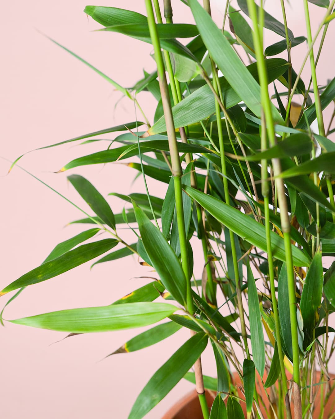 Bambú M - Pur Plant