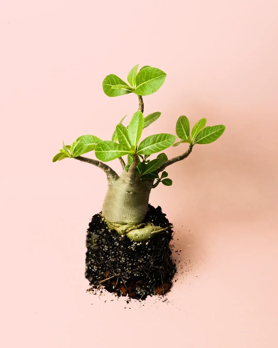 Baobab Mini - Pur Plant