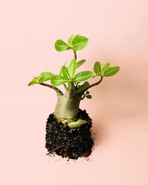 Baobab Mini - Pur Plant