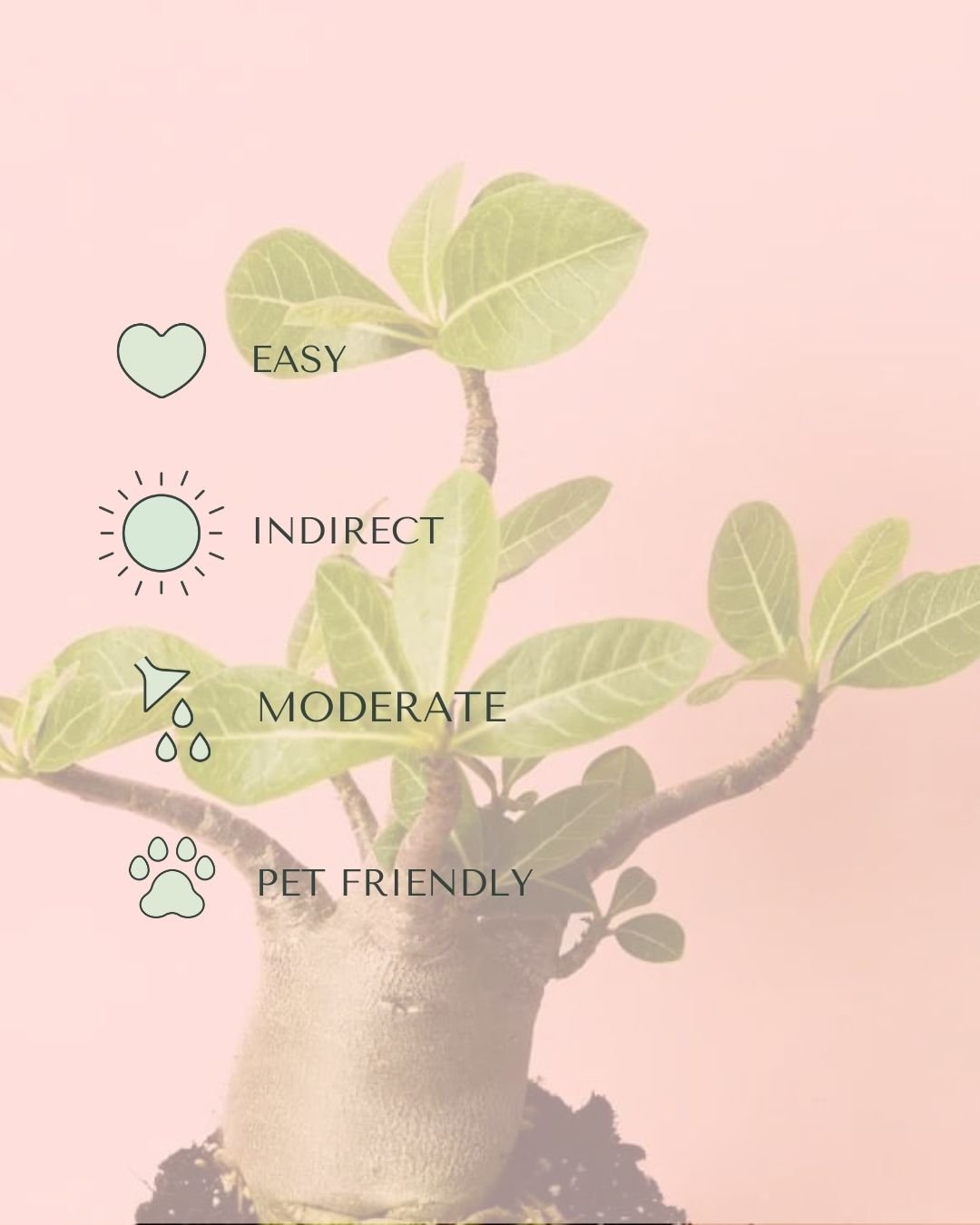 Baobab Mini - Pur Plant