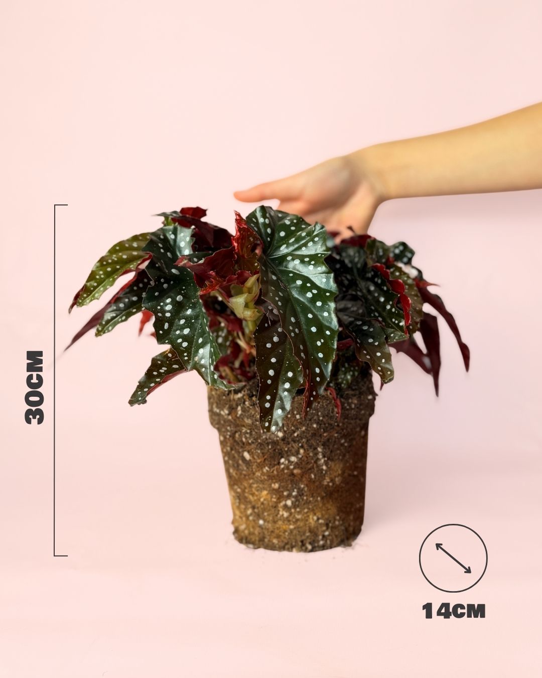 begonia black forest medidas