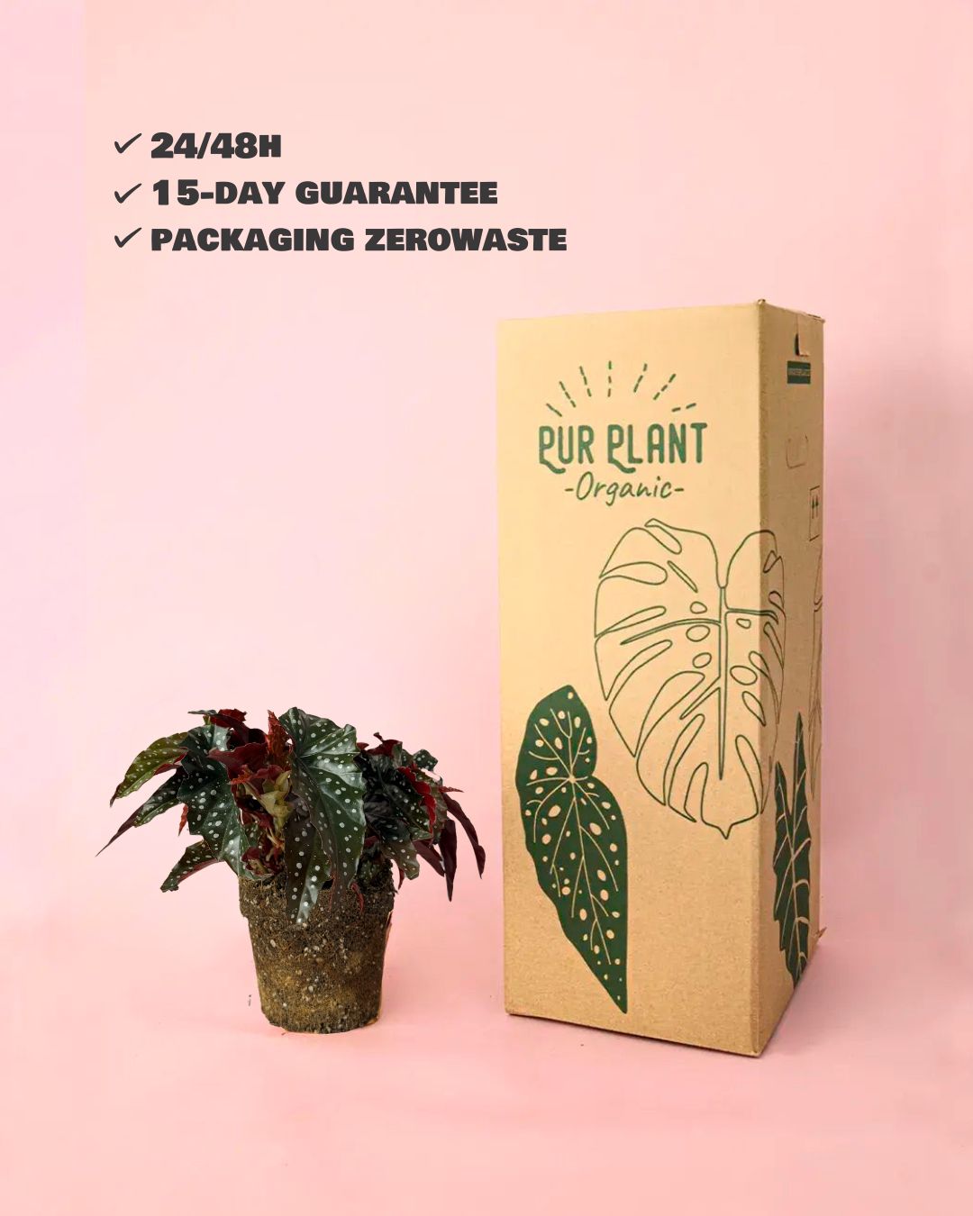 begonia black forest packaging