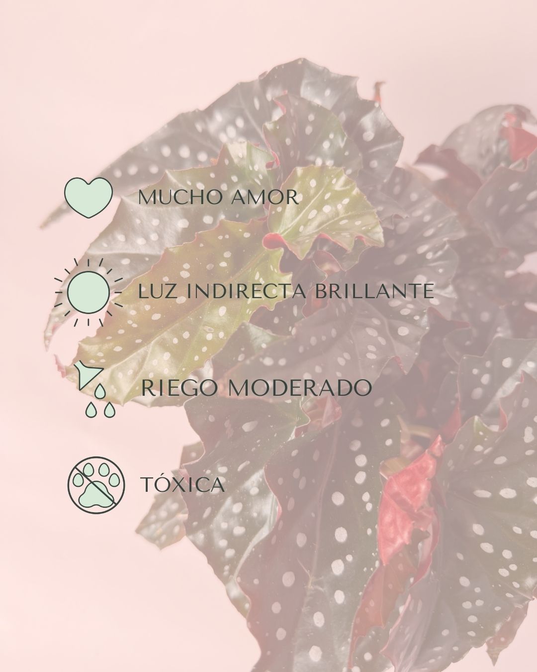 begonia black forest real cuidados