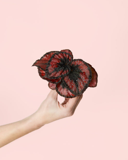 Begonia Blade – Rex Red Kiss Mini - Pur Plant