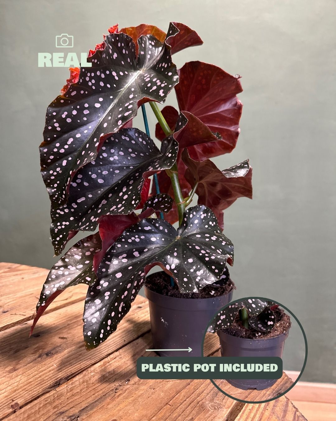 Begonia Cracklin Rosie M - Pur Plant