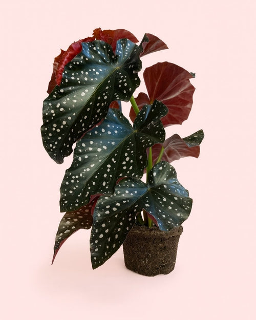 Begonia Cracklin Rosie M - Pur Plant